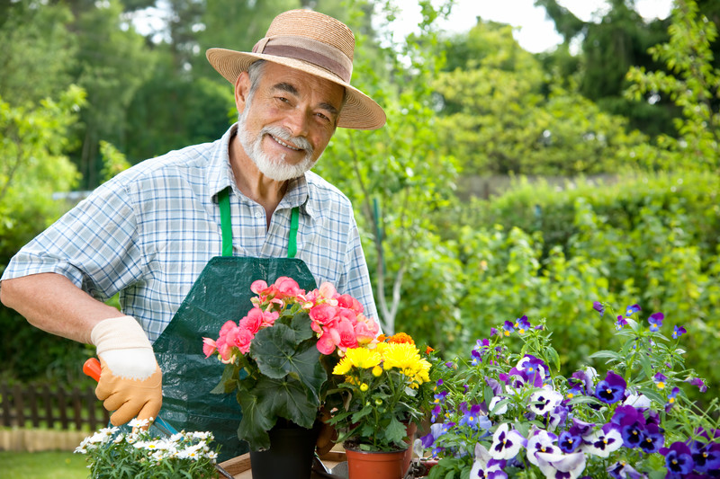 Vegetable garden